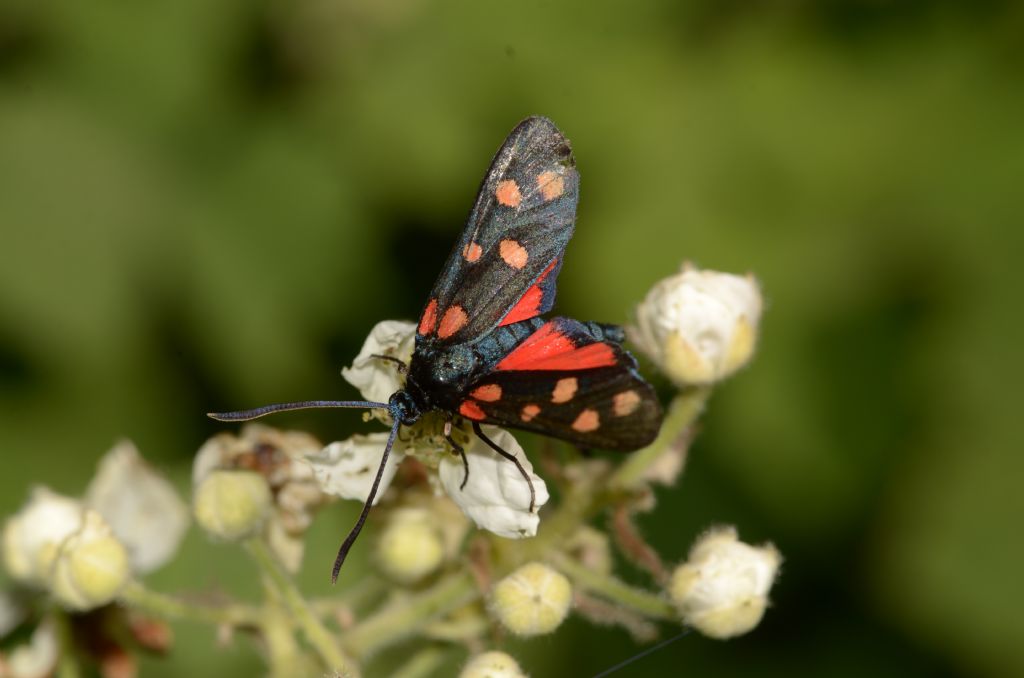 Zygaena angelicae?